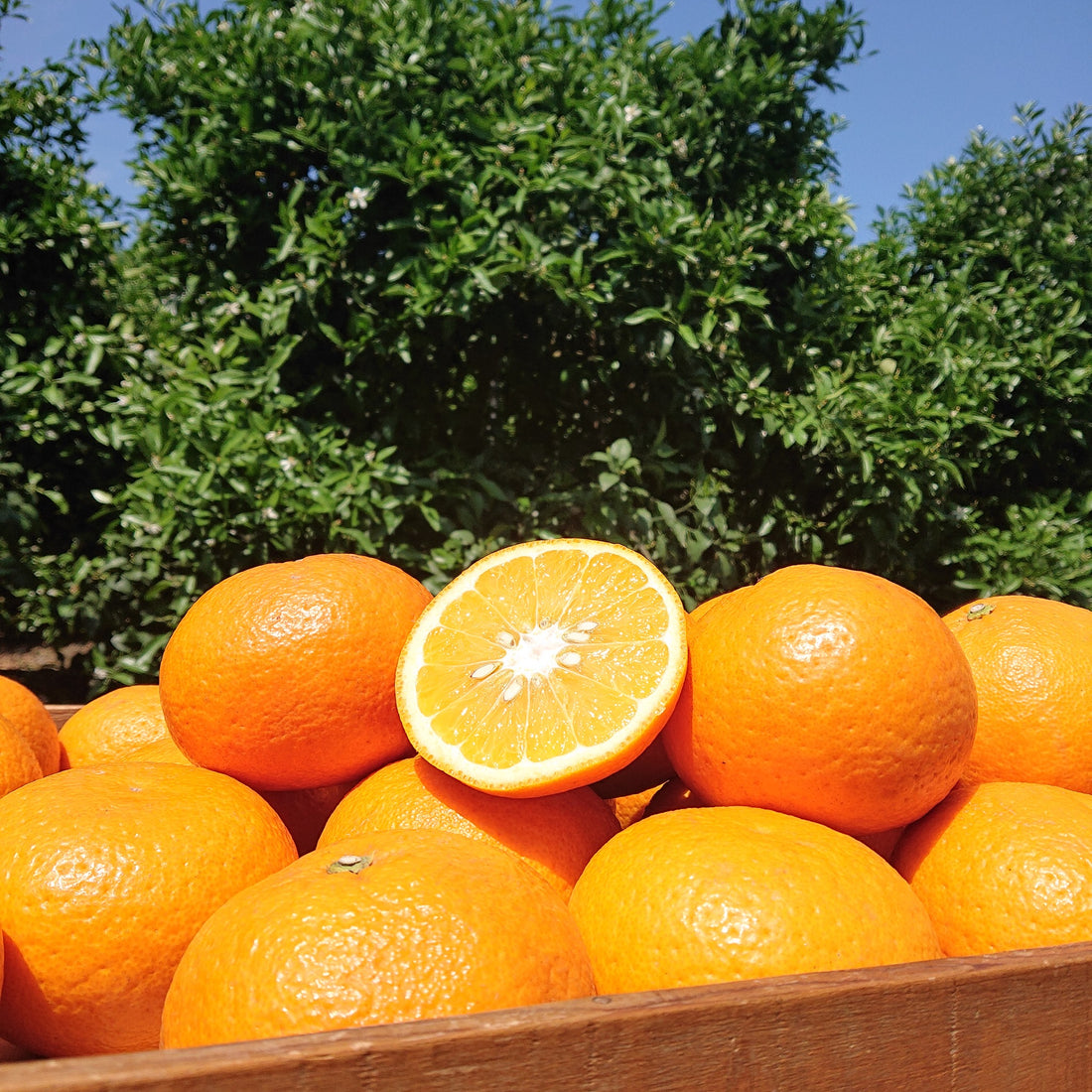 甘夏販売してま~す🍊