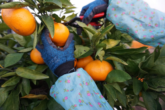 当園の柑橘たち