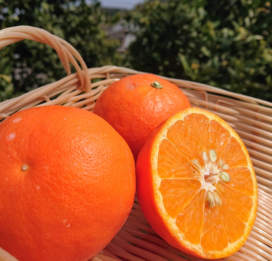 【定期購入】中晩柑おためし2kgセット│1月~5月まで 毎月旬の柑橘をお届け