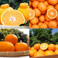 【定期購入】中晩柑おためし2kgセット│1月～5月まで 毎月旬の柑橘をお届け