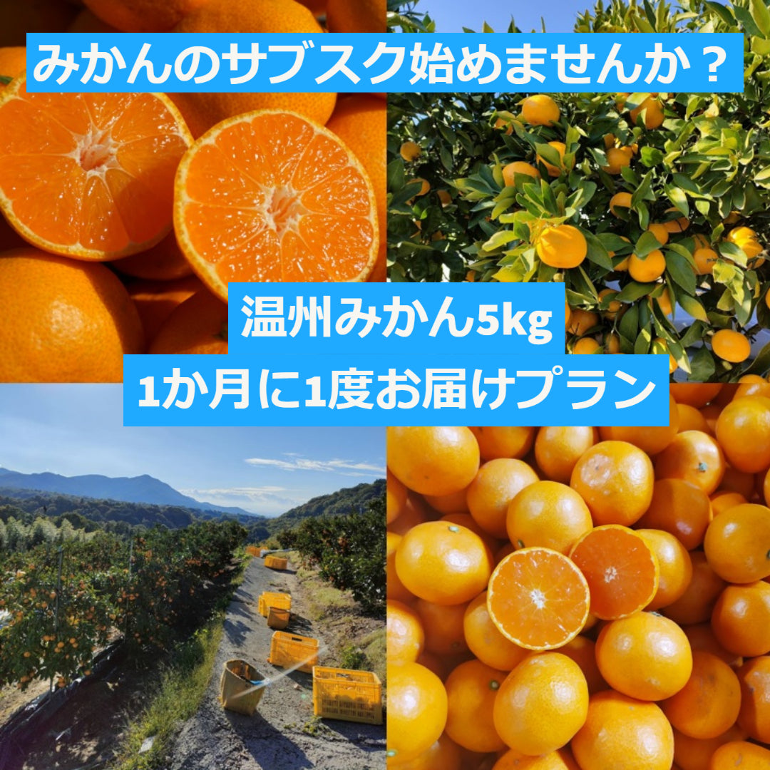 【定期購入】9月～翌年1月まで、１か月1度、温州みかん5kgをお