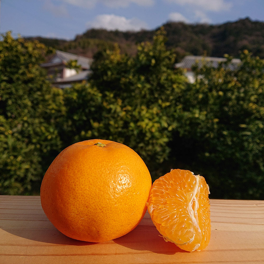 香川県産 フジカワ果樹園 はるみ 3kg