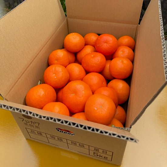 セミノールオレンジ 5kg